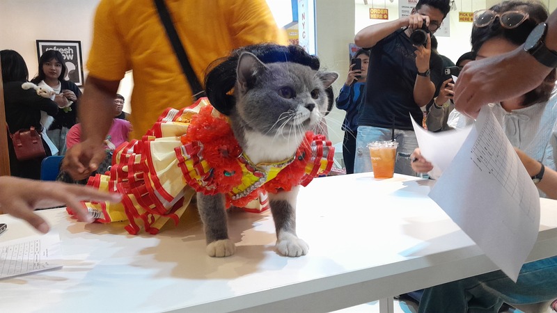 Rayakan Hari Kucing Sedunia, Komunitas CSS Gelar Cat Fashion Show Zero Waste