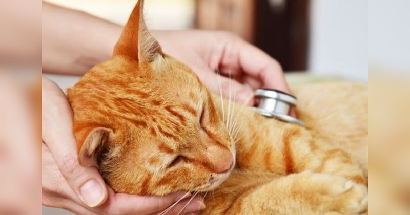 Jangan Panik, Begini Cara Merawat Kucing Sakit di Rumah
