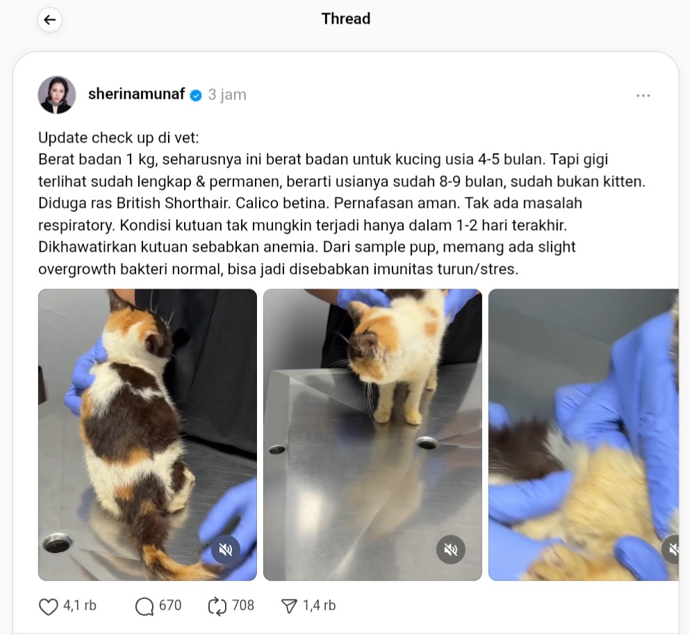 Kucing Uya Kuya yang diselamatkan Sherina Munaf. Foto: Dok. Threads