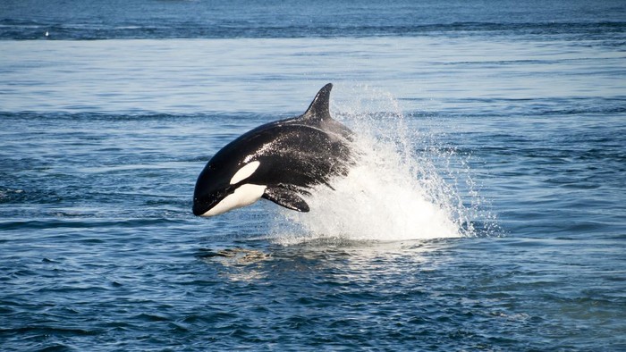 Cek Fakta di Balik Video Viral Paus Orca Bunuh Pelatih Jessica Radcliffe