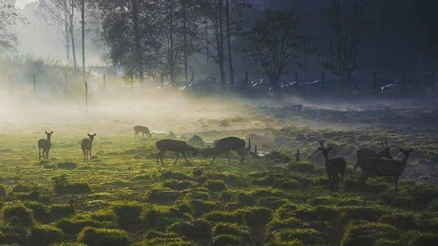 Wisata Terdekat Bandung - Rancaupas (Penangkaran Rusa)
