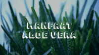 Manfaat Aloe Vera