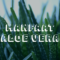 Manfaat Aloe Vera