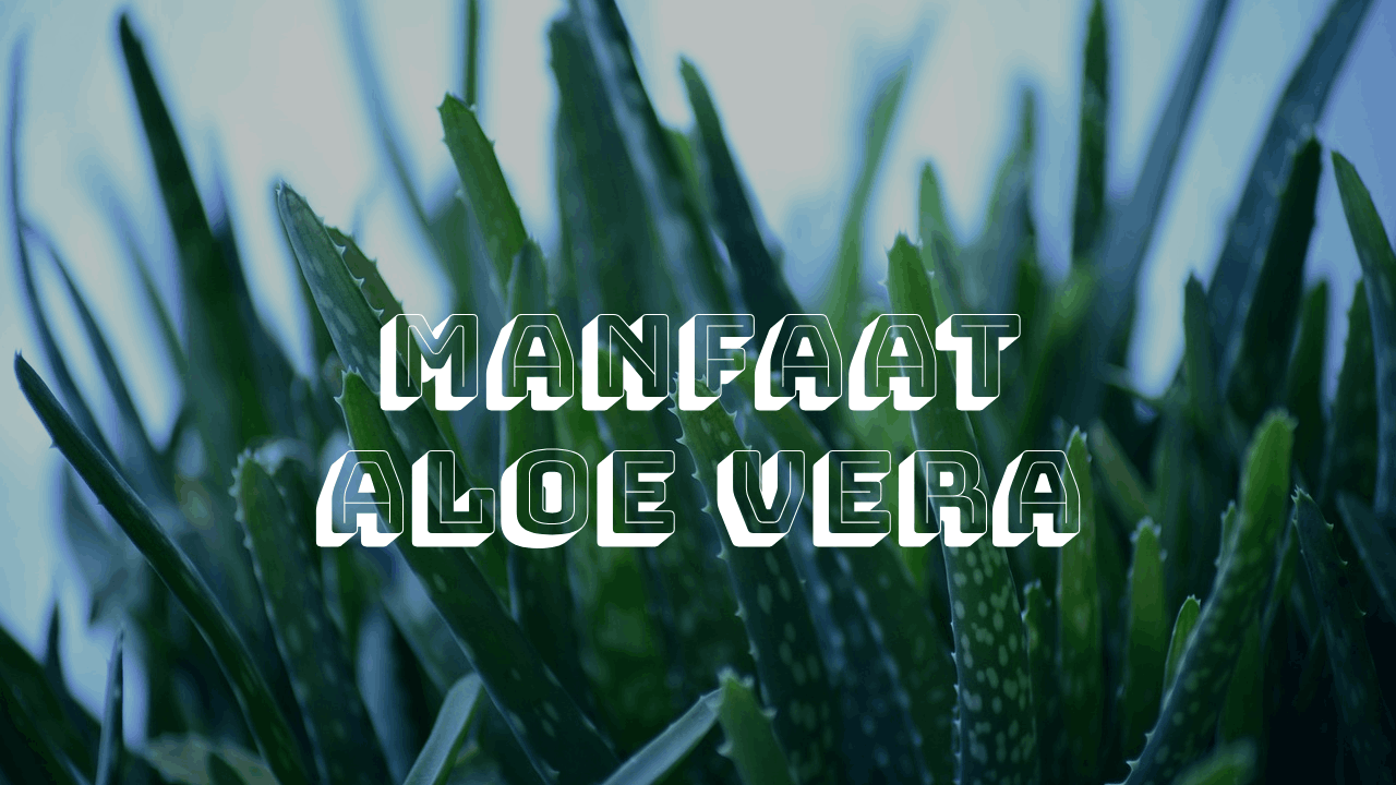Manfaat Aloe Vera