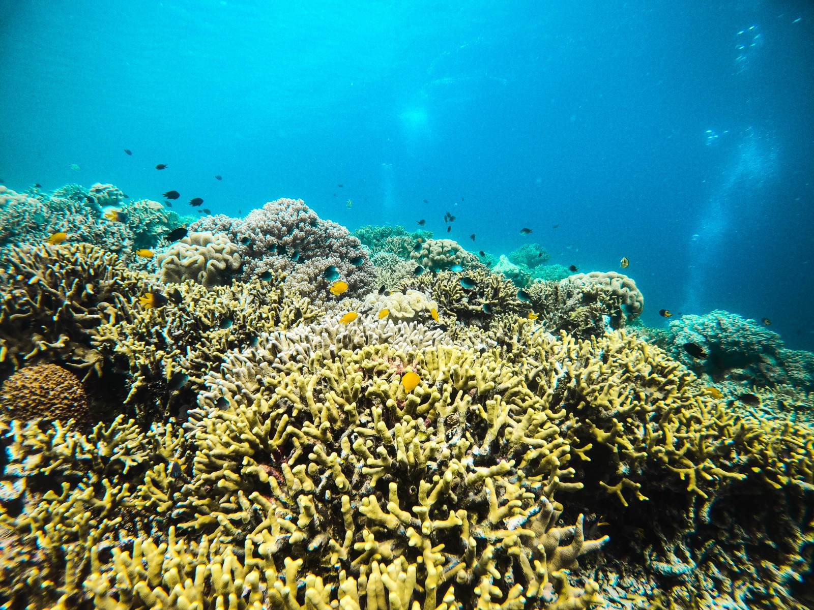 Selamat Datang di Halaman SIMAKSI