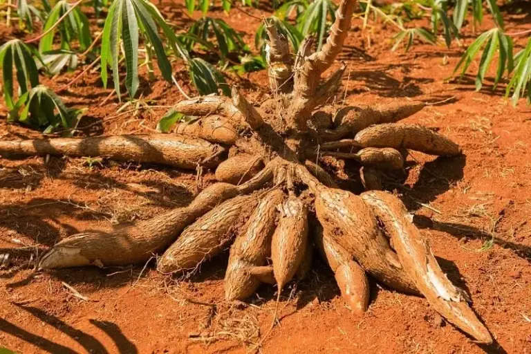 Harga Ketela di Tingkat Petani Pati Anjlok, Dewan dan Petani Minta Intervensi Pemerintah