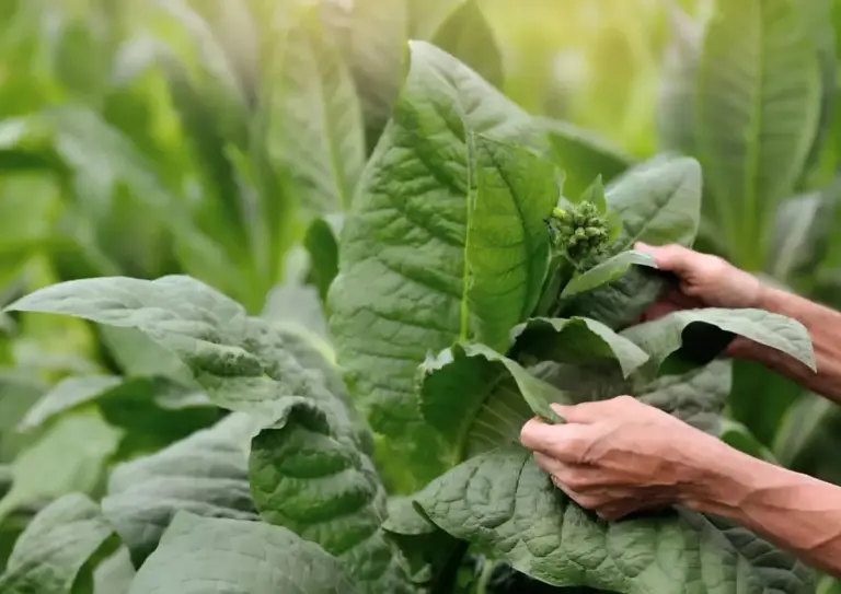 Menilik Harga Tembakau Kualitas Super di Pati, Capai Rp45 Ribu per Kg