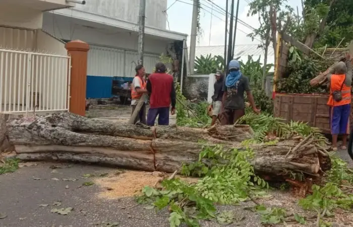 Bojonegoro Kehilangan Paru-Paru: Ratusan Pohon Ditebang Demi Proyek Infrastruktur