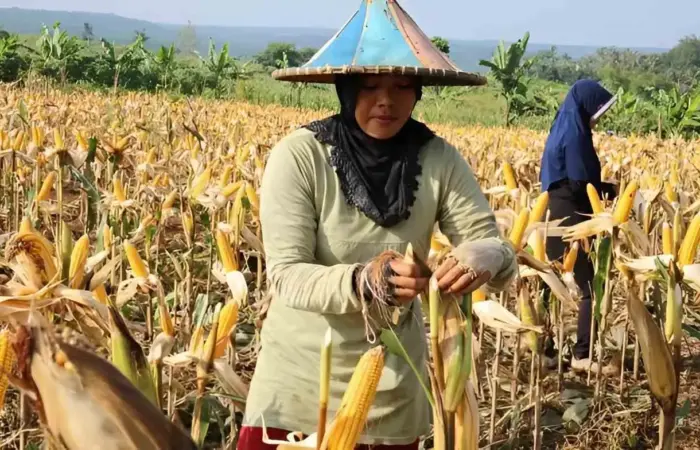Harga Jagung Hari Ini Kabupaten Pati: Update Terkini Harga Beli di Petani