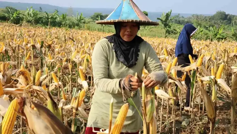 Harga Jagung Hari Ini Kabupaten Pati: Update Terkini Harga Beli di Petani