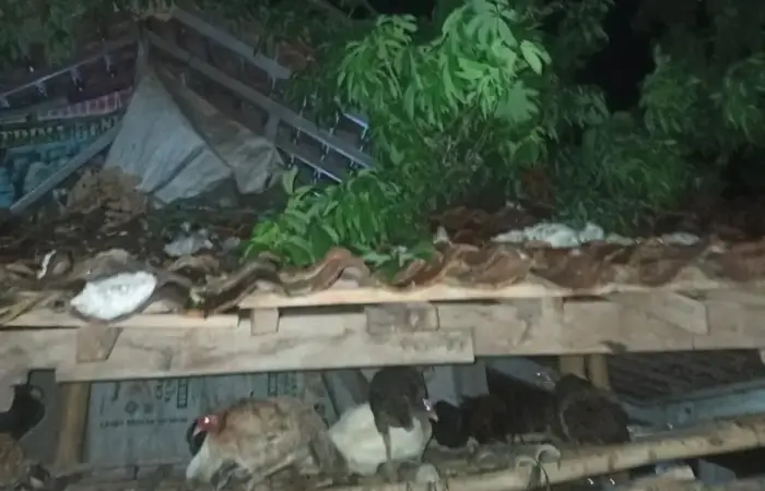 Waspada Cuaca Ekstrem! Pohon Tumbang Timpa Dua Rumah di Pakis Aji Jepara