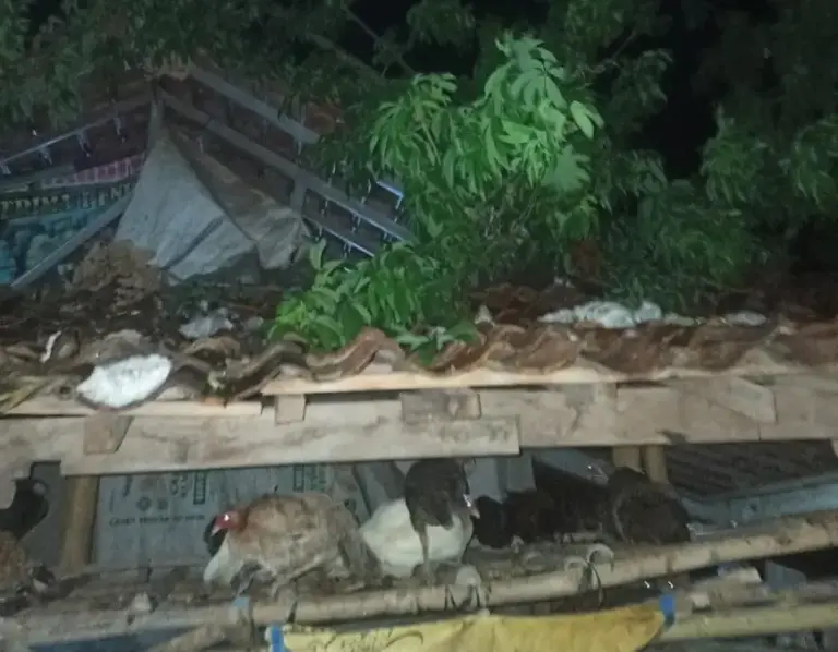 Waspada Cuaca Ekstrem! Pohon Tumbang Timpa Dua Rumah di Pakis Aji Jepara