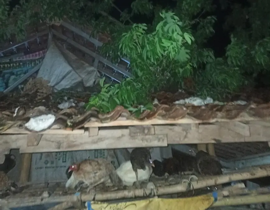 Waspada Cuaca Ekstrem! Pohon Tumbang Timpa Dua Rumah di Pakis Aji Jepara