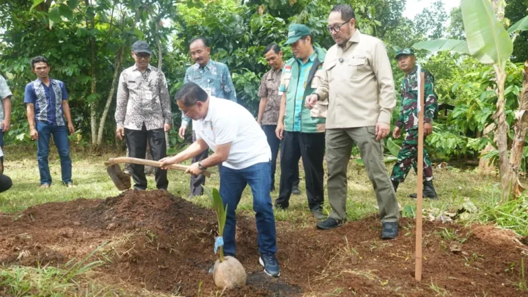Panen Cuan! 10.000 Bibit Kelapa Gratis Ubah Nasib Petani Pati