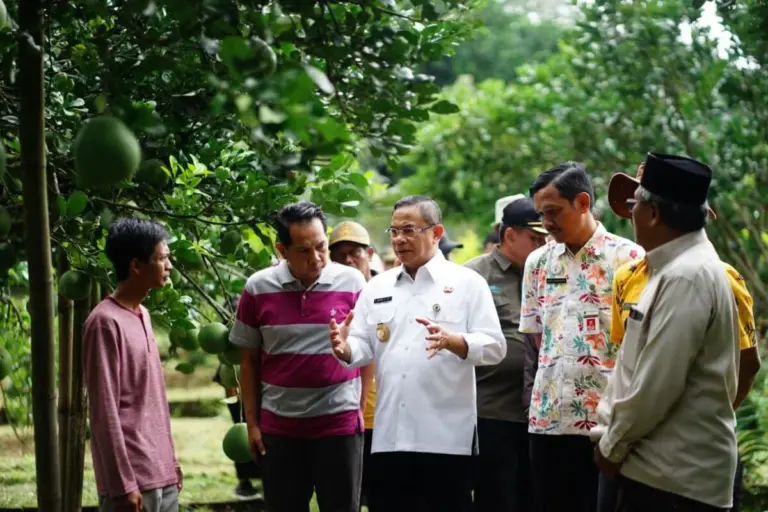 Ilustrasi berita: Bupati Sudewo: Stop Petik Muda, Jaga Kualitas Pamelo di Level Premium - Sawila.id