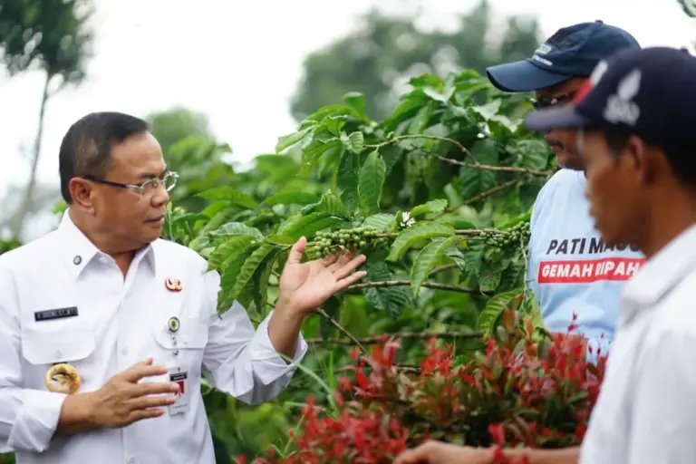 Sudewo Bidik Gembong Jadi Sentra Kopi Robusta, 120 Ribu Bibit Disiapkan