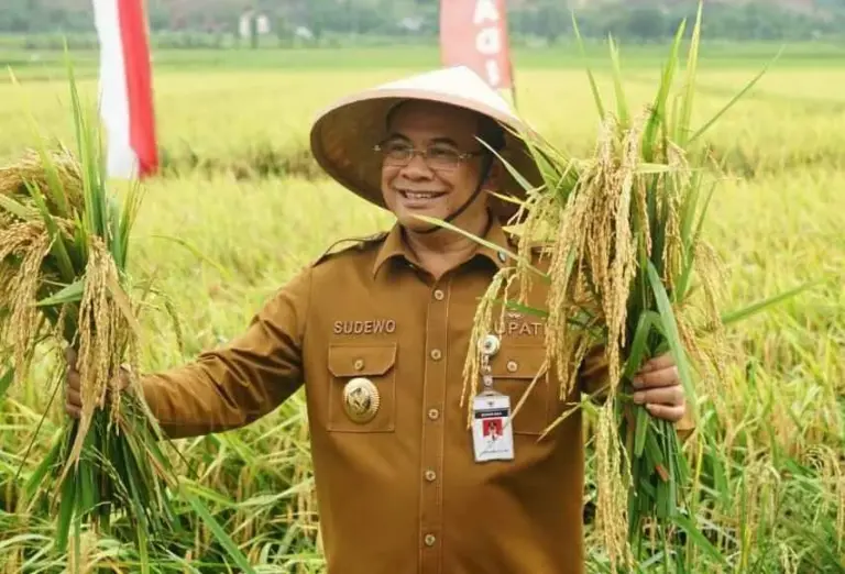 Sukses di Sukolilo, Padi Organik Pati Tembus Hasil 11,3 Ton Per Hektar