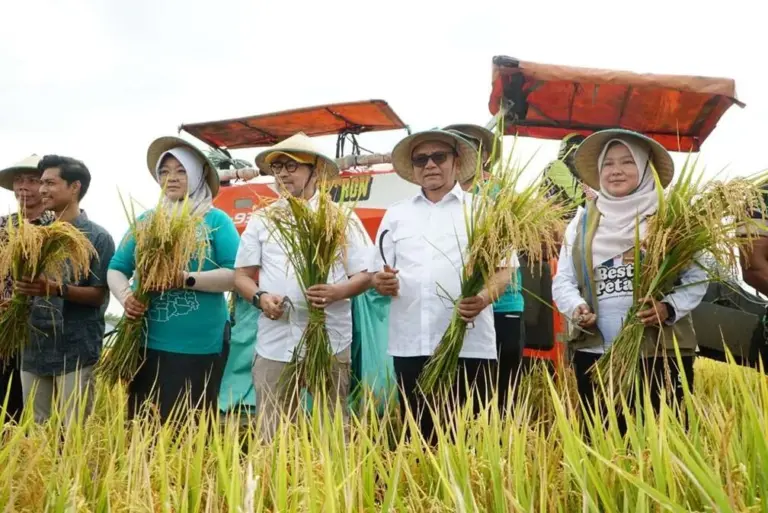 Plt Bupati Pati Panen Padi