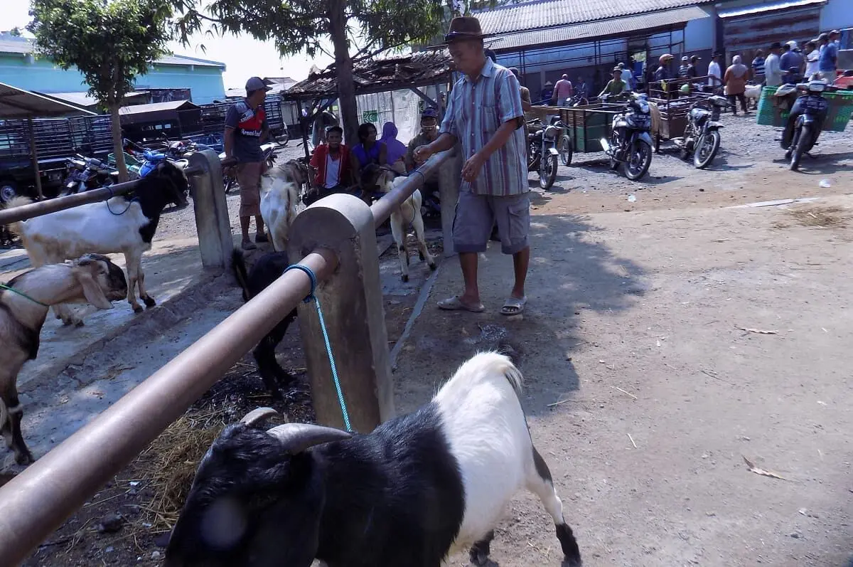 Defisit Fiskal Kabupaten Pati per 23 Mei 2026 Tembus Rp94,5 Miliar