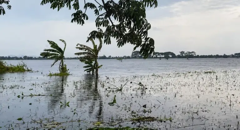 Juknis Bantuan Puso: Resiko Hukum Bagi Pemda dan Poktan