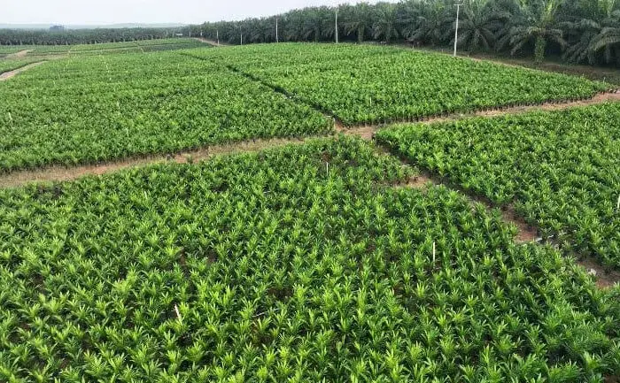 Holding Perkebunan Nusantara melalui PTPN IV PalmCo Akselerasi Peremajaan Sawit Petani di Riau Perkuat Implementasi Program B50