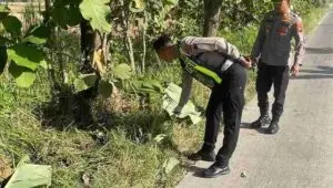 Seorang Pria Ditemukan Tewas di Sumberlawang Sragen, Diduga Korban Tabrak Lari