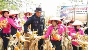Brimob Jateng Panen 8 Ton Jagung di Kendal, Dukung Ketahanan Pangan Nasional