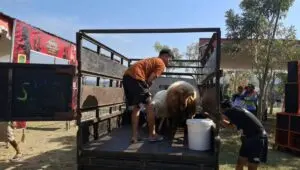 350 Kambing dan Domba Adu Gengsi di Kontes Regional Jateng-DIY, Ada Kelas Ekstrem
