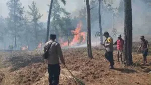 Polisi, TNI, BPBD hingga Warga Padamkan Kebakaran Lahan di Hutan Jampes Banyumas
