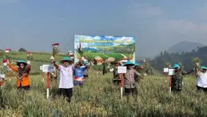 Panen Capai 1,25 Ton, Petani Tawangmangu Didorong Tingkatkan Produksi Bawang Putih