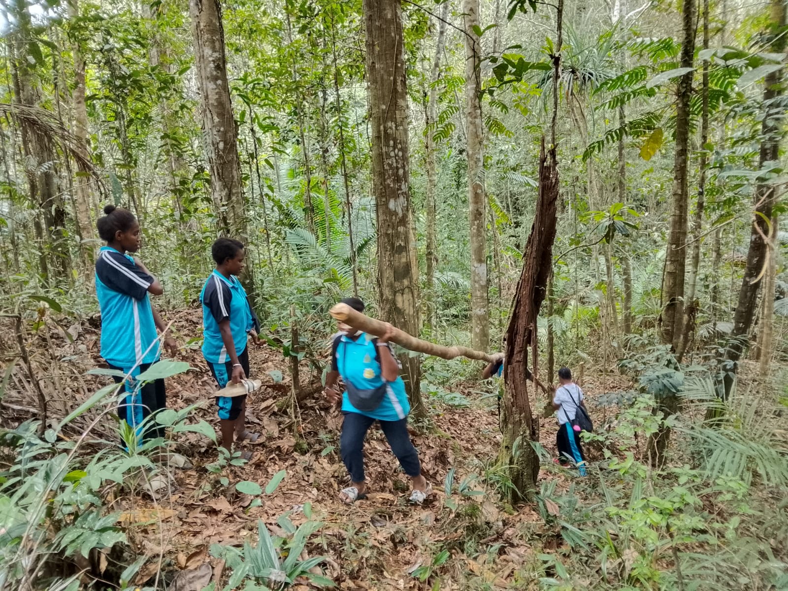 Foto ini menggambarkan para siswa yang sedang bergotong royong mengambil dan membawa bahan alam dari hutan untuk pembangunan rumah adat Suku Muyu Kati. Mereka bersama-sama memikul kayu yang akan digunakan sebagai bagian dari konstruksi rumah adat, sambil belajar mengenali dan memanfaatkan sumber daya alam di lingkungan sekitar. Kegiatan ini menjadi bagian dari pembelajaran adat secara langsung, sekaligus menanamkan nilai kerja sama, tanggung jawab, dan kepedulian terhadap hutan kepada generasi m