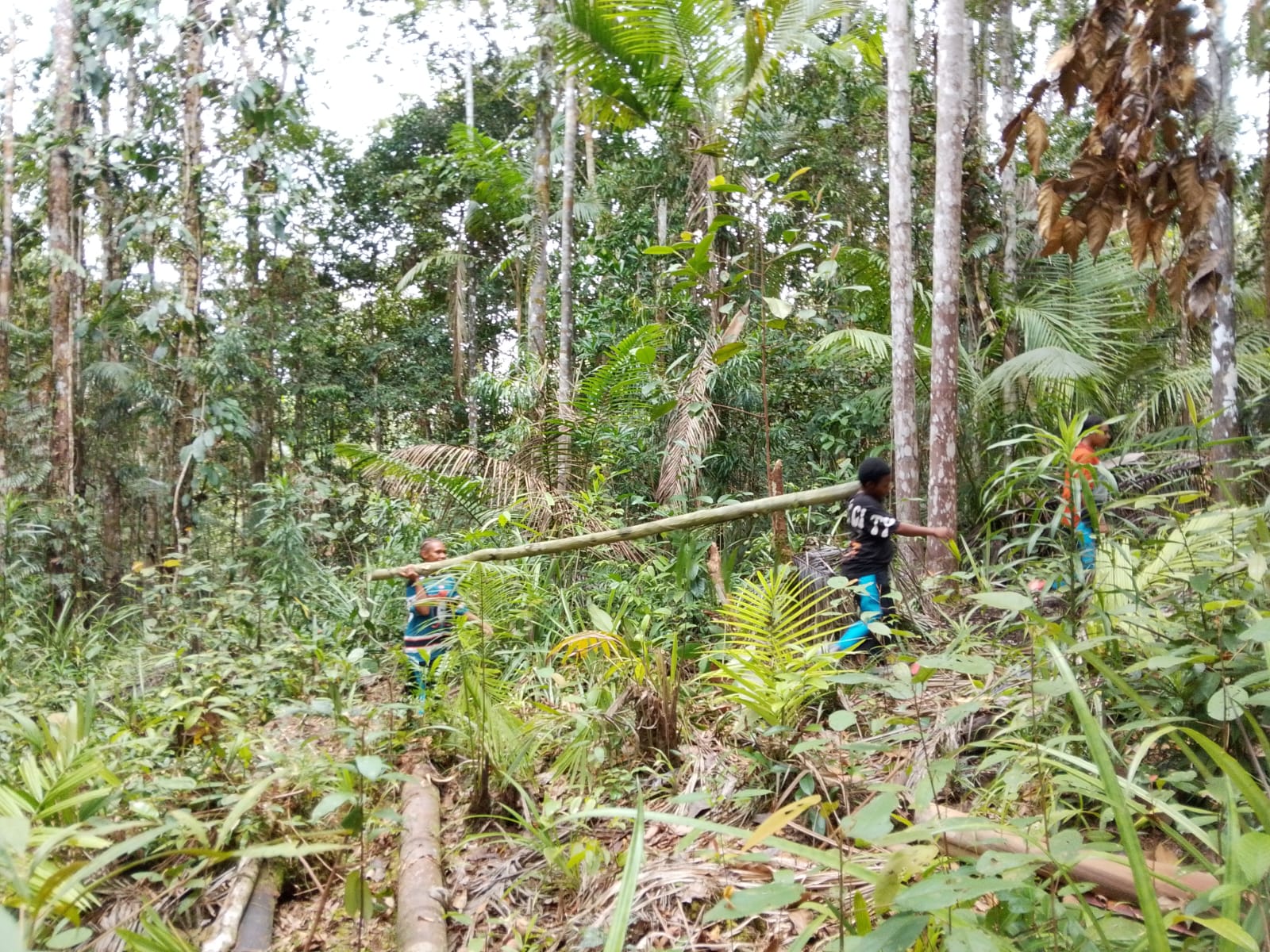 Foto ini menggambarkan para siswa yang sedang bergotong royong mengambil dan membawa bahan alam dari hutan untuk pembangunan rumah adat Suku Muyu Kati. Mereka bersama-sama memikul kayu yang akan digunakan sebagai bagian dari konstruksi rumah adat, sambil belajar mengenali dan memanfaatkan sumber daya alam di lingkungan sekitar. Kegiatan ini menjadi bagian dari pembelajaran adat secara langsung, sekaligus menanamkan nilai kerja sama, tanggung jawab, dan kepedulian terhadap hutan kepada generasi m
