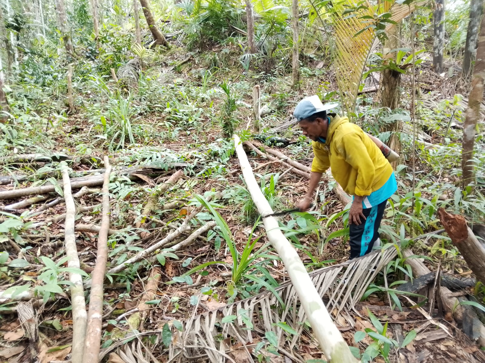 Foto ini memperlihatkan proses menyiapkan bahan alam untuk pembangunan rumah adat di kawasan hutan. Seorang warga tampak mengolah batang kayu dengan alat sederhana, sementara beberapa batang kayu lainnya telah disiapkan di sekitar lokasi. Aktivitas ini menunjukkan proses pemanfaatan bahan yang tersedia di hutan sebagai bagian dari pembangunan rumah adat, sekaligus menjadi pembelajaran langsung mengenai keterampilan tradisional dalam mengolah bahan alam.