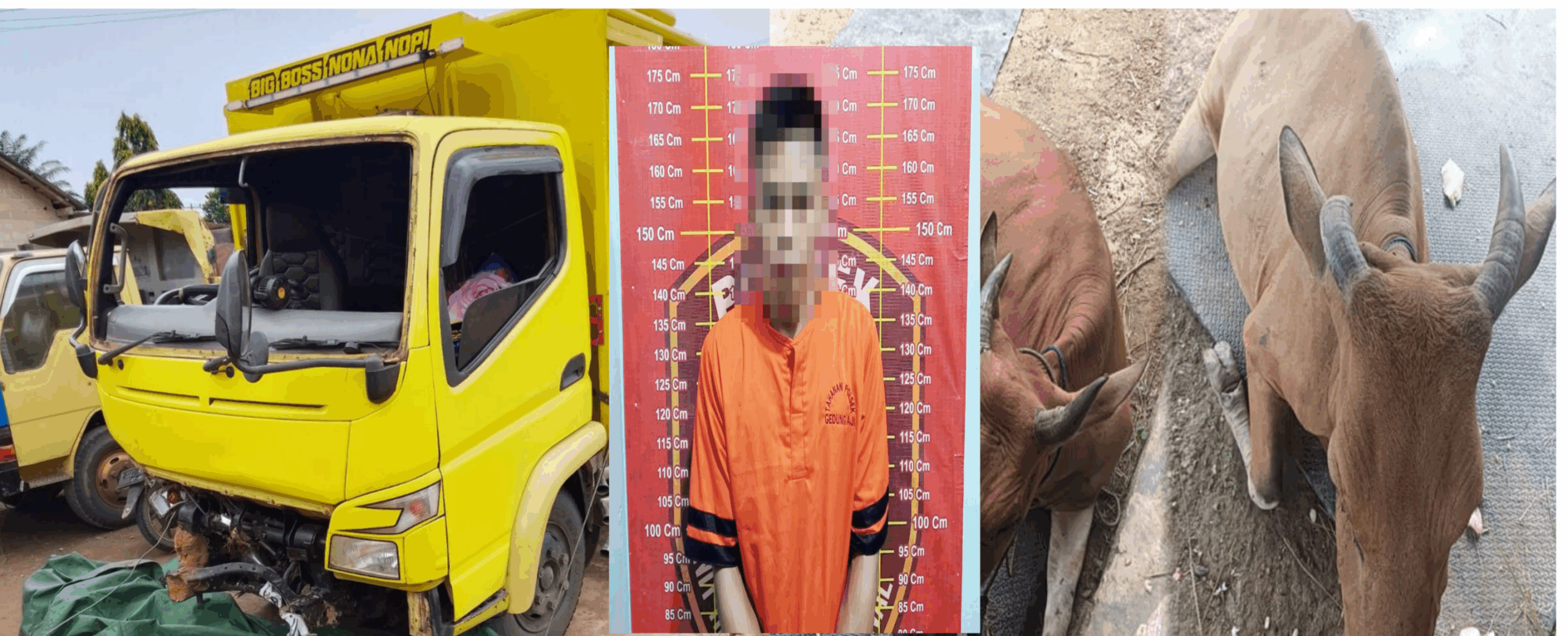 Pria Pengangguran Curi Sapi Pakai Truk di Tulang Bawang, Ditangkap di Rumah Makan