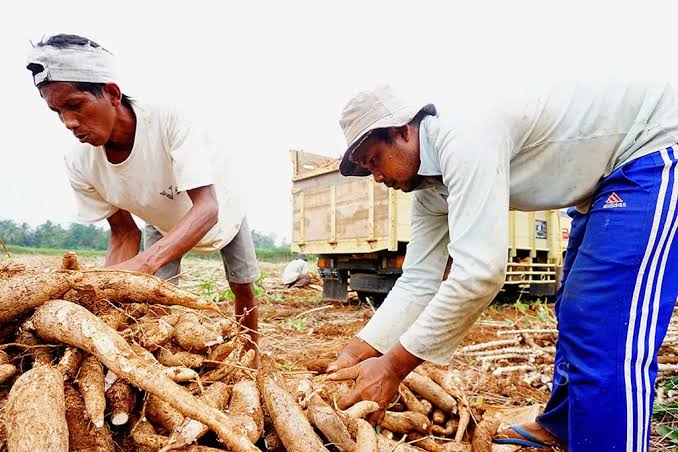 Permintaan Tapioka Dunia Anjlok, Tren Harga Singkong Nasional Akan Terus Turun, Petani Diminta Bersiap