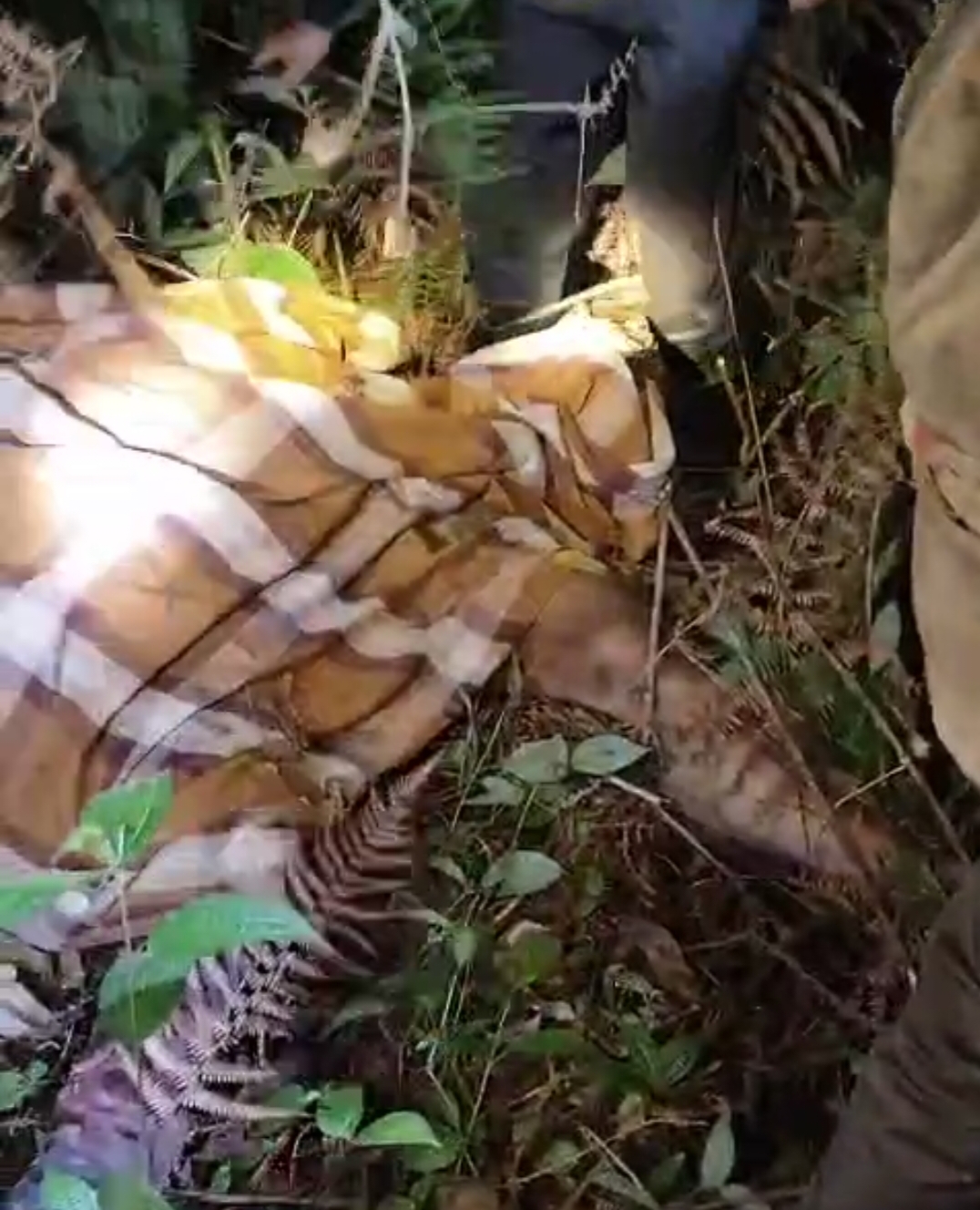 Kasus Terkaman Harimau Kembali Makan Korban di Suoh