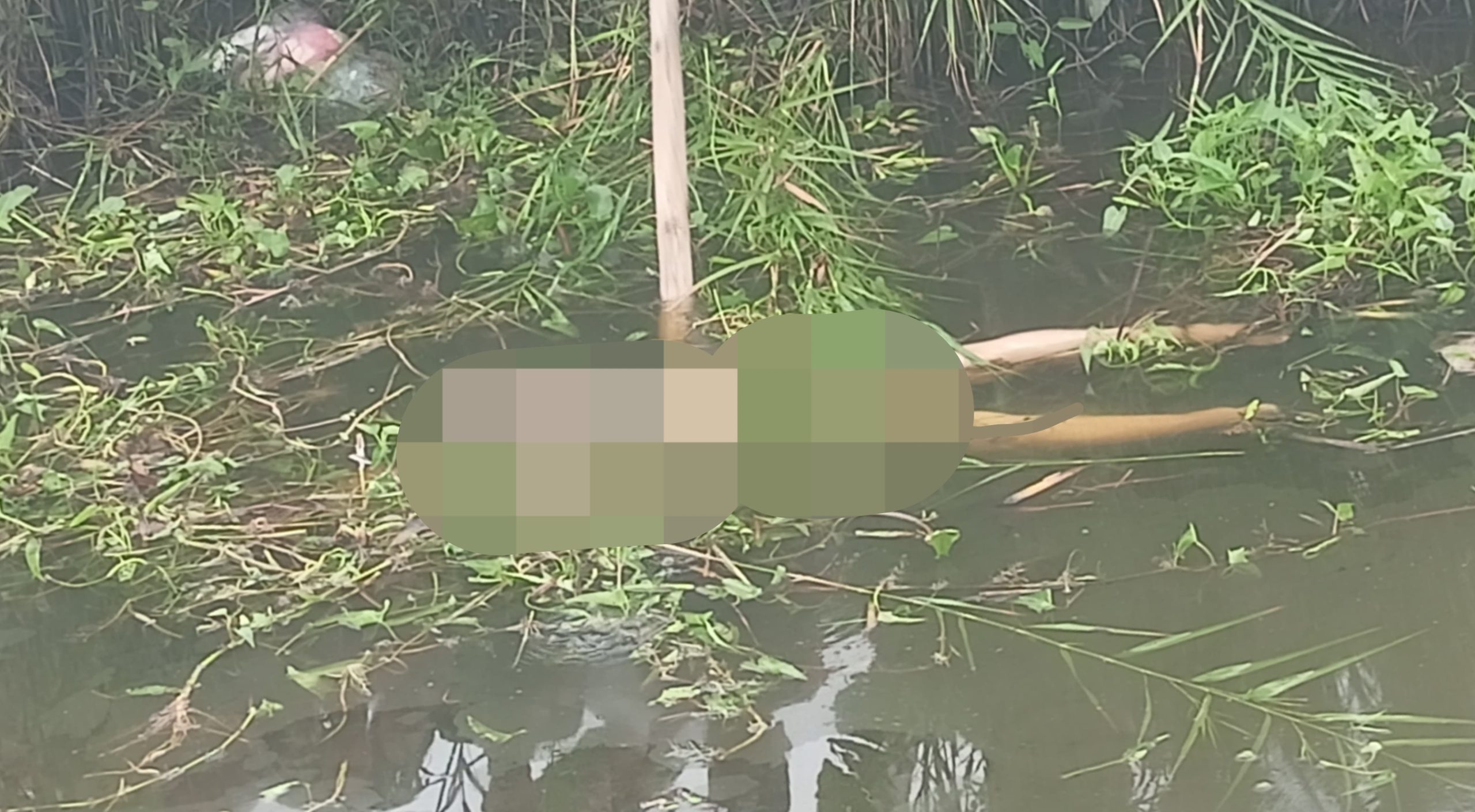 Wanita Paruh Baya Ber-KTP Sumatera Utara Ditemukan Tewas Mengapung di Irigasi Lampung Timur