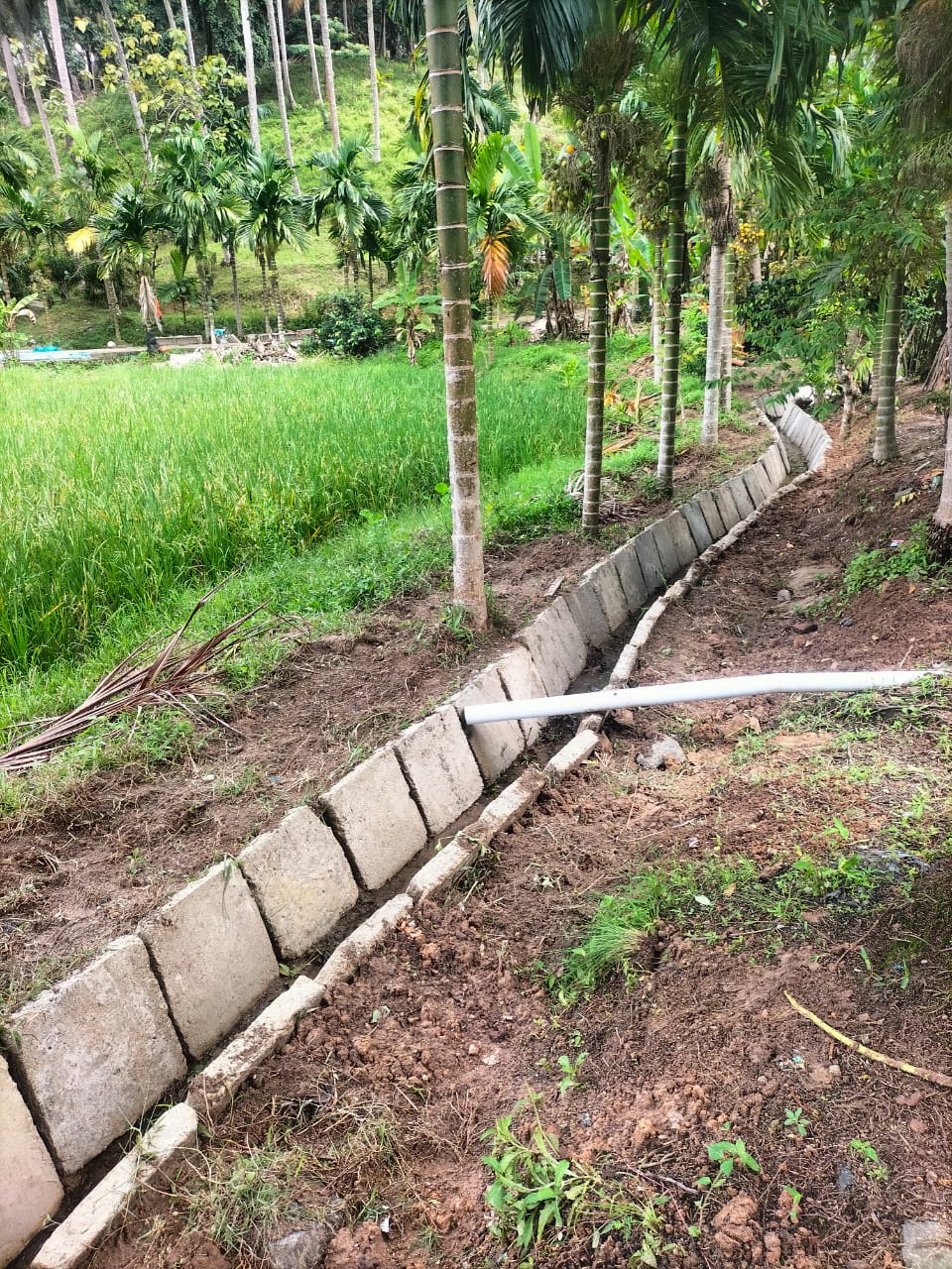 Lapor Pak Menteri ! Program P3TGAI Di Pesisir Barat Sarat Pungli: Oknum Pendamping Ikut Terima Belasan Juta Rupiah