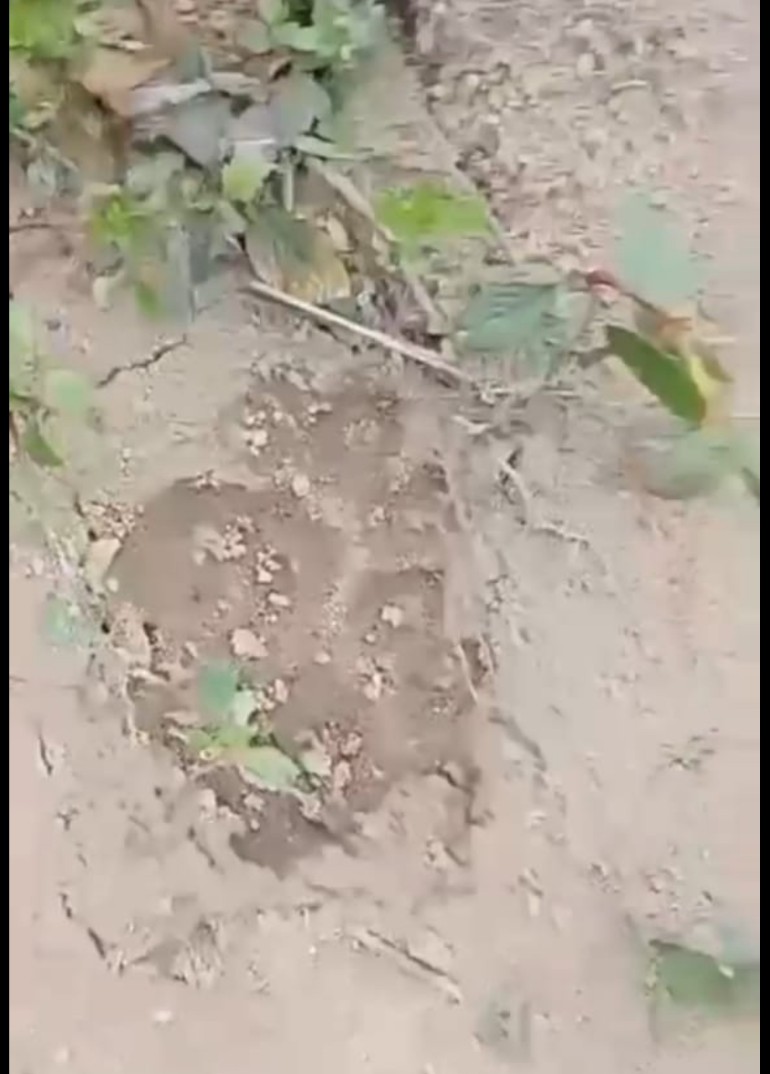 Warga Way Tuba Digegerkan Jejak Kaki Harimau