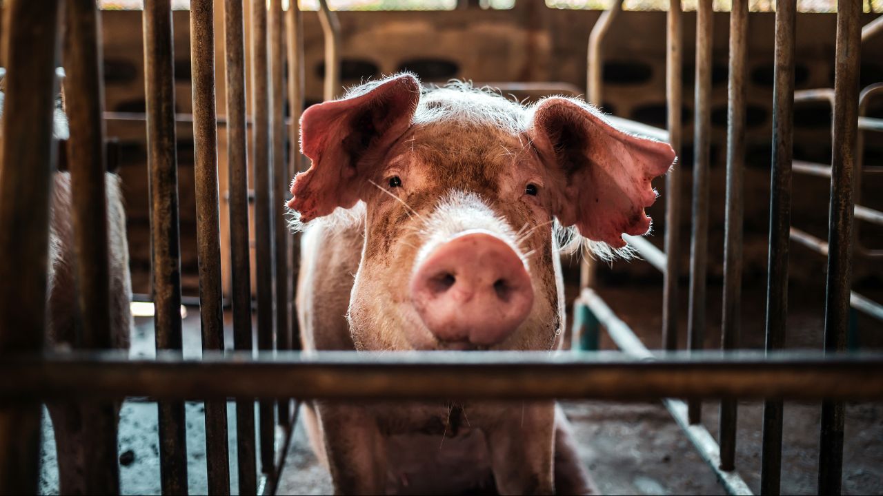 Warga Tiyuh Tirta Kencana Protes Ada Kandang Babi