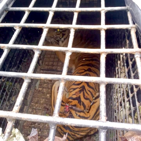 Harimau Sumatera Terluka Masuk Perangkap di Sukabumi Lampung Barat