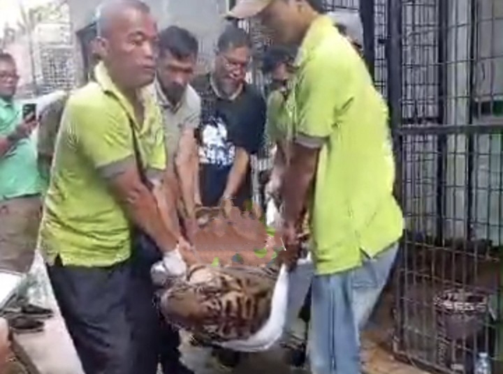 Harimau Sumatera “Bakas” Asal Lampung Barat Yang Terluka itu Mati, Aktivis Kecam Kegagalan BKSDA