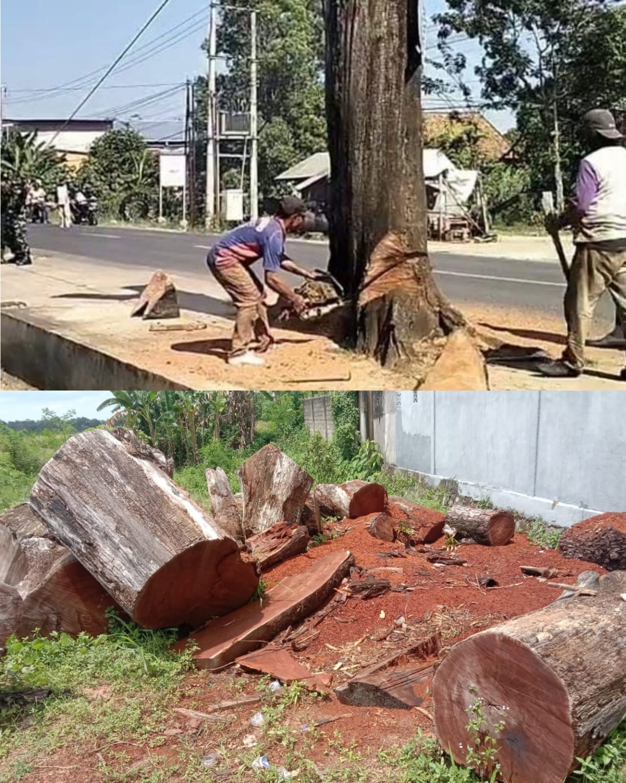 Batang Pohon Mahoni Milik Negara di Pekalongan Hilang Lurah dan Eks Dewan Terlibat