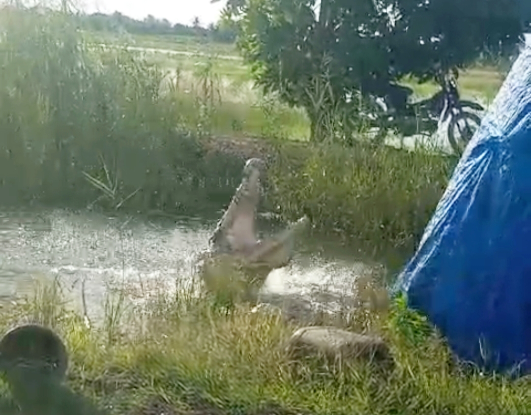 Siswanto Tewas Dimangsa Buaya di Rawa-Rawa Tulang Bawang, Ditemukan dengan Kondisi Mutilasi Punya Riwayat Nangkap dan Makan Anak Buaya