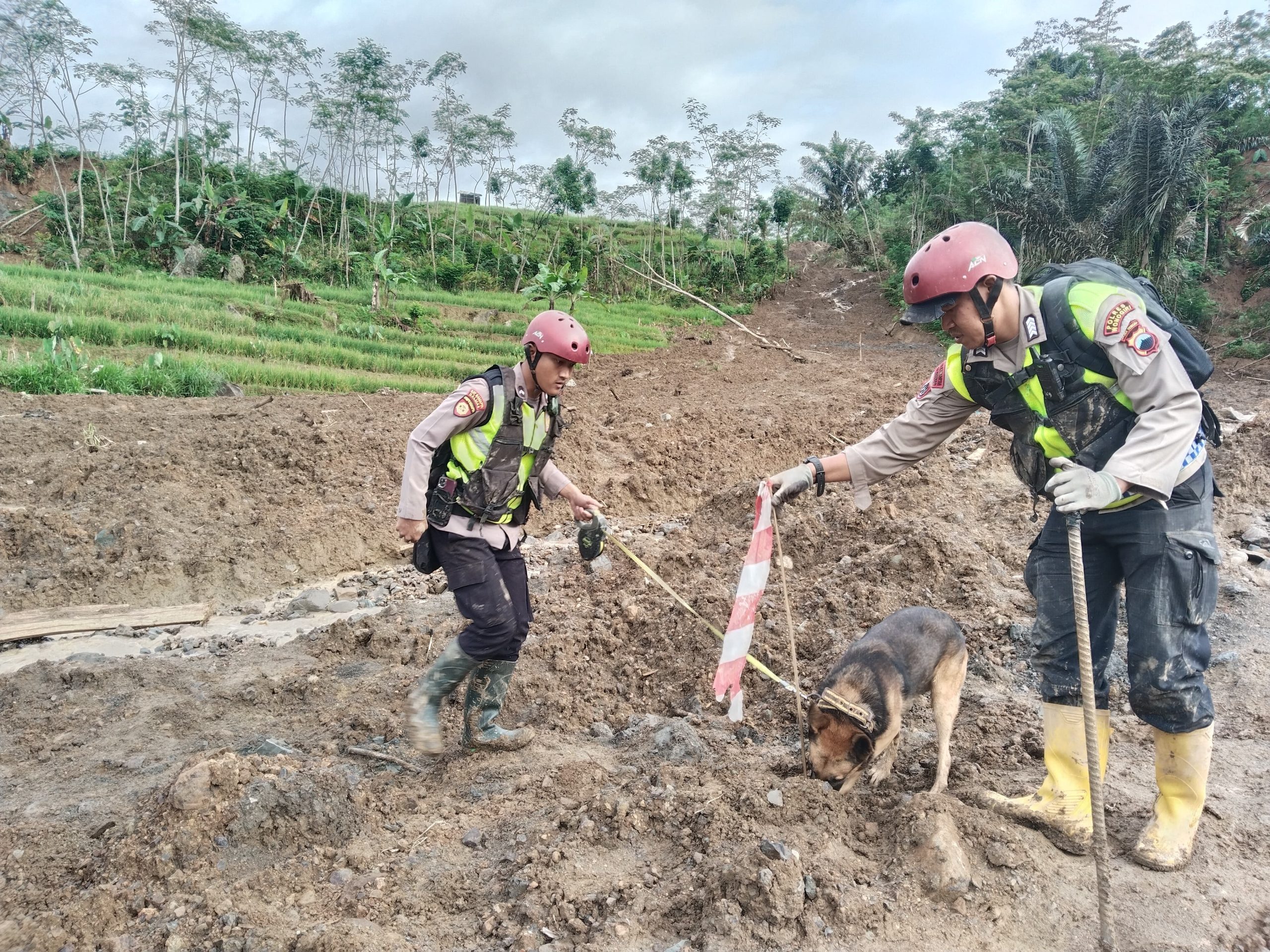 Unit K9 Polda Jateng Berhasil Deteksi Tiga Titik Jejak Korban di Lokasi Bencana Pandanarum