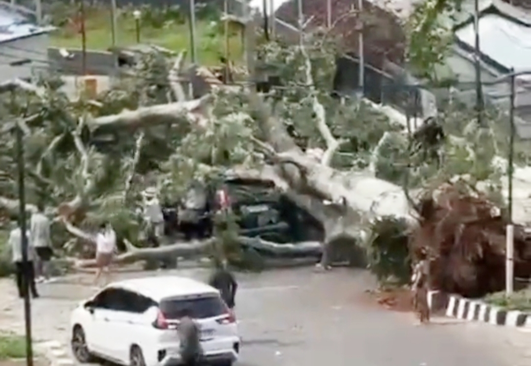 Pohon Randu Raksasa Timpa Dua Mobil di Hotel Holiday Inn Bukit Randu Diduga Akibat Alih Fungsi Lahan