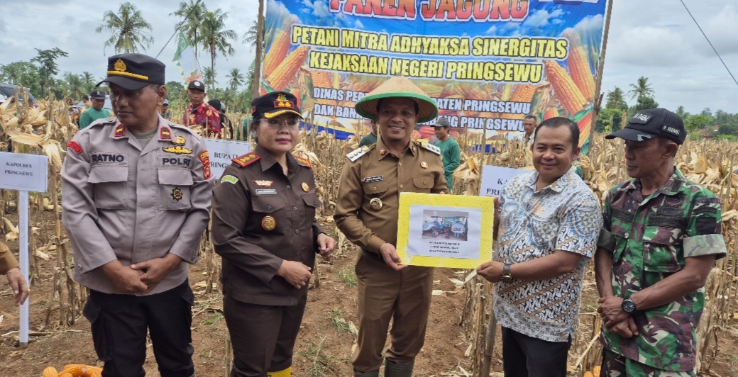 Kejari Pringsewu Panen Jagung Pilot Project Program Petani Mitra Adhyaksa
