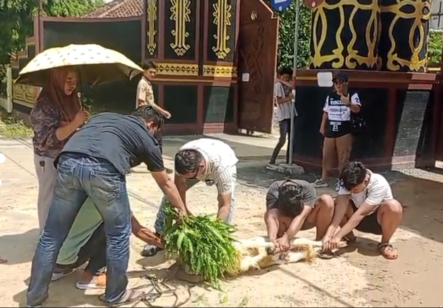 Bentuk Syukur Warga Potong Kambing di Depan Kantor Pemda Lampung Tengah Pasca OTT KPK
