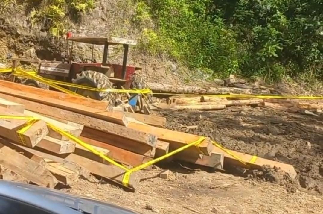 Dugaan Pembalakan Liar Gegerkan Pesisir Barat, Polda Lampung Periksa Empat Saksi Dugaan Pembalakan Liar Hutan Pesisir Barat