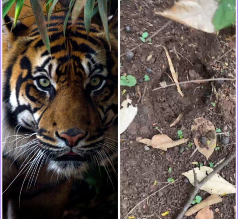 Warga Sribawono Heboh! Diduga Sepasang Harimau Berkeliaran di Kebun